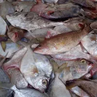 گرگوری ریز فقد 50 کیلو مونده