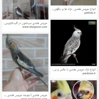 عروس هلندی