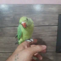 طو‌طی‌ملنگو