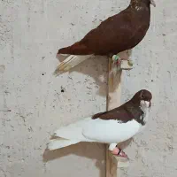 کبوتر|پرنده|شیراز, شهرک امیر کبیر|دیوار
