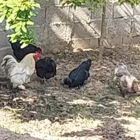 مرغ سلطان