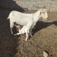 بز با. بزغاله نر