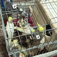 ۷ عروس هلندی به همراه قفس