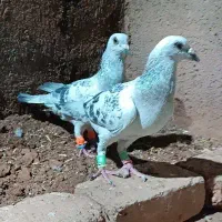 شامی جفت نر