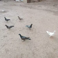 مغلف خطی