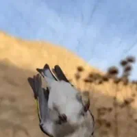 تور سهره..