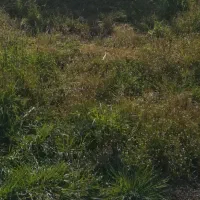 قطعه-زمین-خانه-سرا-داخل-بافت-در-روستای-دوک