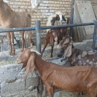 بز وبره