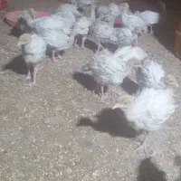 جوجه بوغلمون  بیوتی
