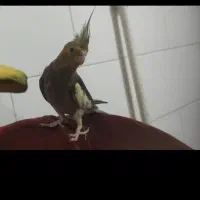 طوطی عروس گمشده بسیج ۱