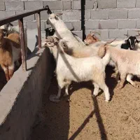 گوسفند چاق