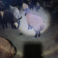 بره نر بره قوچی