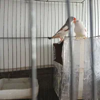 فنچ