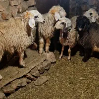 میش ترکی شیشک