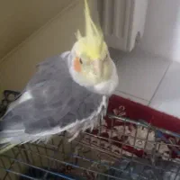 جوجه