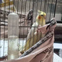 عروس هلندی نر و ماده