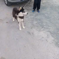 سگ هاسکی