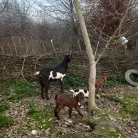 بز پاکستانی ۳قلوزا