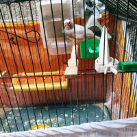 فنچ باتخم اروپائی فاعو انگلیسی ایزابلا درشت