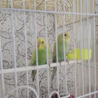 مرغ عشق