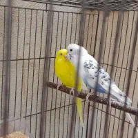 مرغ عشق|پرنده|خرمدره, |دیوار
