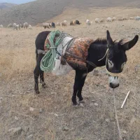 فرروش بلاک خر