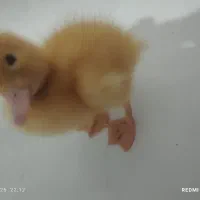 جوجه اردک