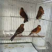 قناری|پرنده|کرج, شهرک اوج|دیوار