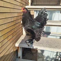 خروس برهما ۶ماهه