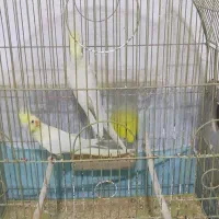 عروس با جوجه