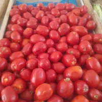 میوه فروشی وسبزیجات آماده کدبانوی شمالی