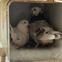 جفت کفتر معاوظه