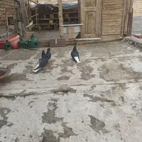 نرو ماده سیاه تخت دم سفید جوجه تخت موجود هست