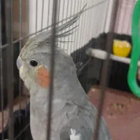 عروس هلندی  به همراه قفس