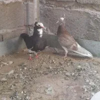 کفتر پلنگ