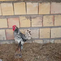 خروس سبرایت