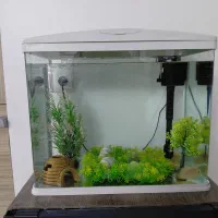 اکواریوم