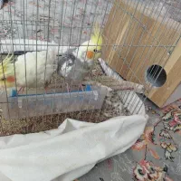 عروس هلندی