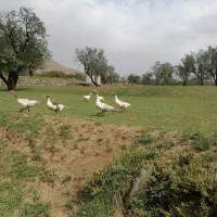غاز نر و ماده