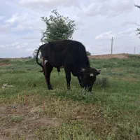 نرگاو مخصوص قربانی