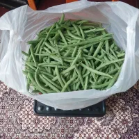 لوبیا سبز تازه اعلاء