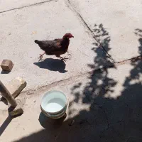 مرغ