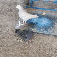 کفتر نر و ماده