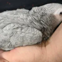 جوجه کاسکو سخنگو