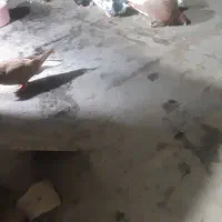 کبوتر زشت