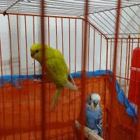 یک جفت مرغ عشق همراه با قفس