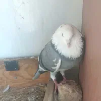 گمشده