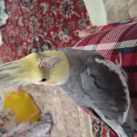 عروس هلندی نر سخنگو گم شده