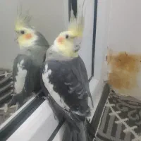 عروس هلندی نر