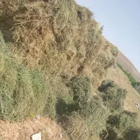 بیده